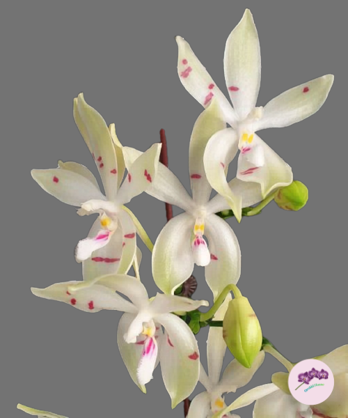 Phal. tetraspis 'Fire'