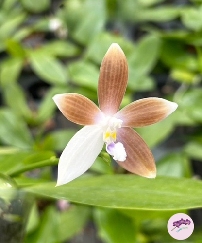 Phal. tetraspis var. coffee