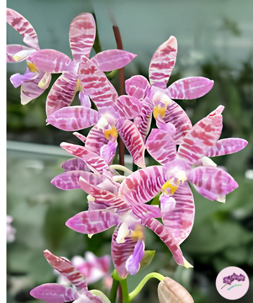 Phal. Vinh Long Red Sun 'Dragon Tattoo'