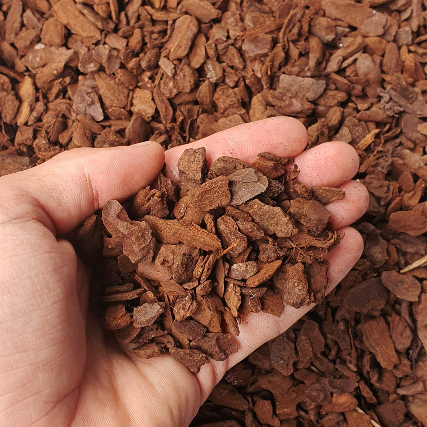 Scoarta de pin mediteranean decorativa Dr.Soil, calitate standard, granulatie  8 - 15 mm, 5L