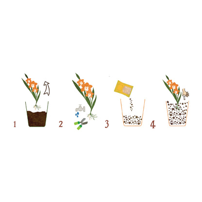 Substrat natural Dr.Soil pentru Cymbidium si orhidee pseudobulboase la punga de 1L