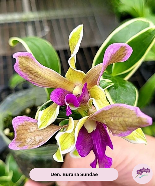 Den. Burana Sundae (variegat)
