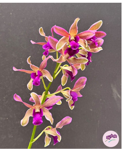 Den. Burana Sundae (variegat)