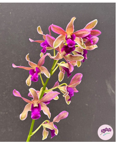 Den. Burana Sundae (variegat)