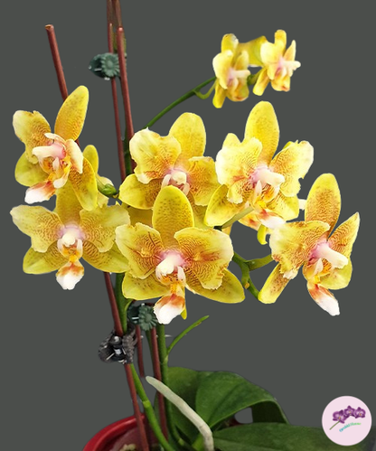 Phal. Yellow Wave '532' (peloric)