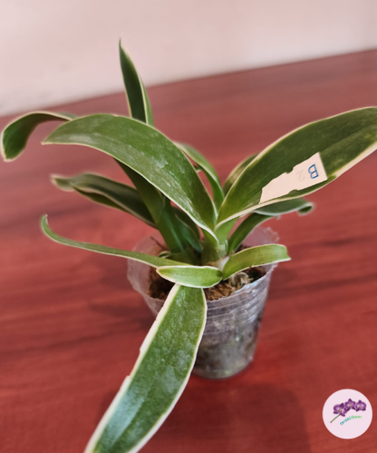 Den. Burana Sundae (variegat)