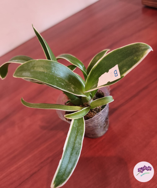 Den. Burana Sundae (variegat)