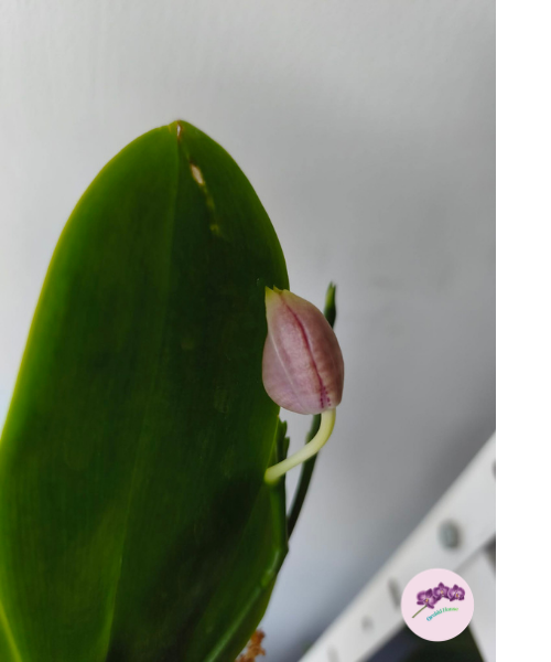 Phal. Vinh Long Red Sun 'Dragon Tattoo'