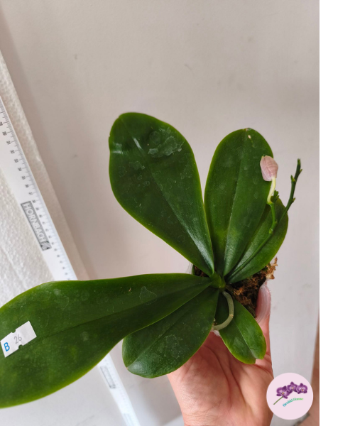 Phal. Vinh Long Red Sun 'Dragon Tattoo'