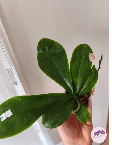Phal. Vinh Long Red Sun 'Dragon Tattoo'