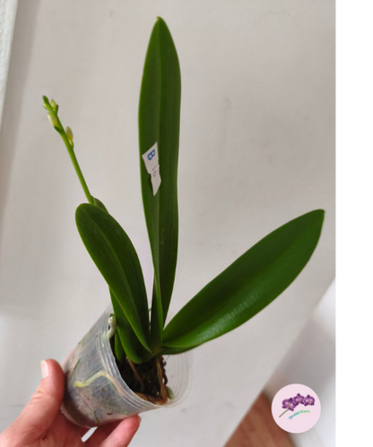 Phal. Summer Rose 'Blue Star' (peloric)