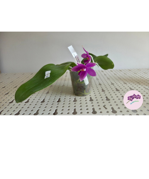 Phal. bellina var. blue × tetraspis var. coffee