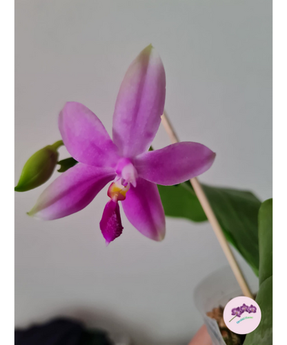 Phal. bellina var. blue × tetraspis var. coffee