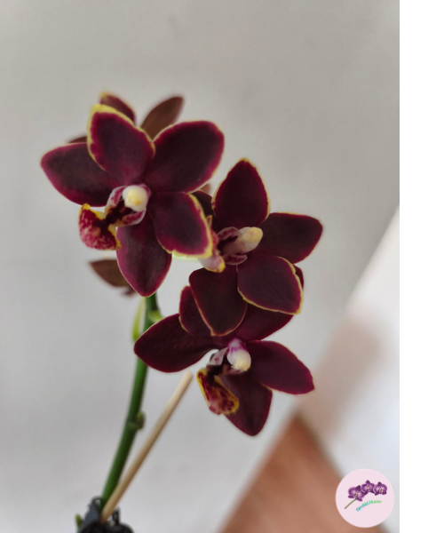 Phal. Chiada Stacy