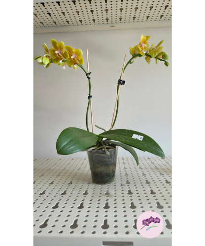 Phal. Yellow Wave '532' (peloric)