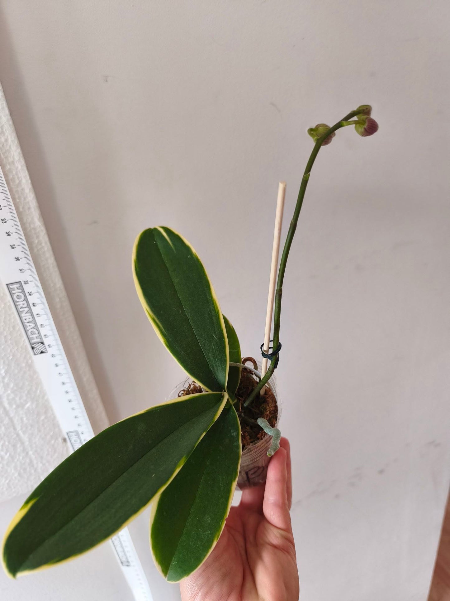 Phal. Sun Jye Diamond (variegata)