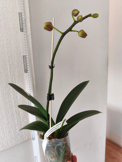Phal. Sogo Yellowtris „Peloric”