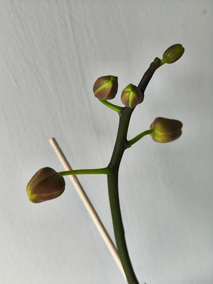 Phal. Sogo Yellowtris „Peloric”