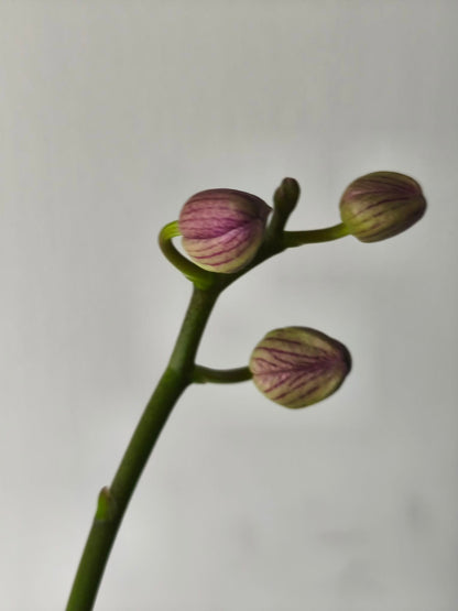 Phal. Sun Jye Diamond (variegata)