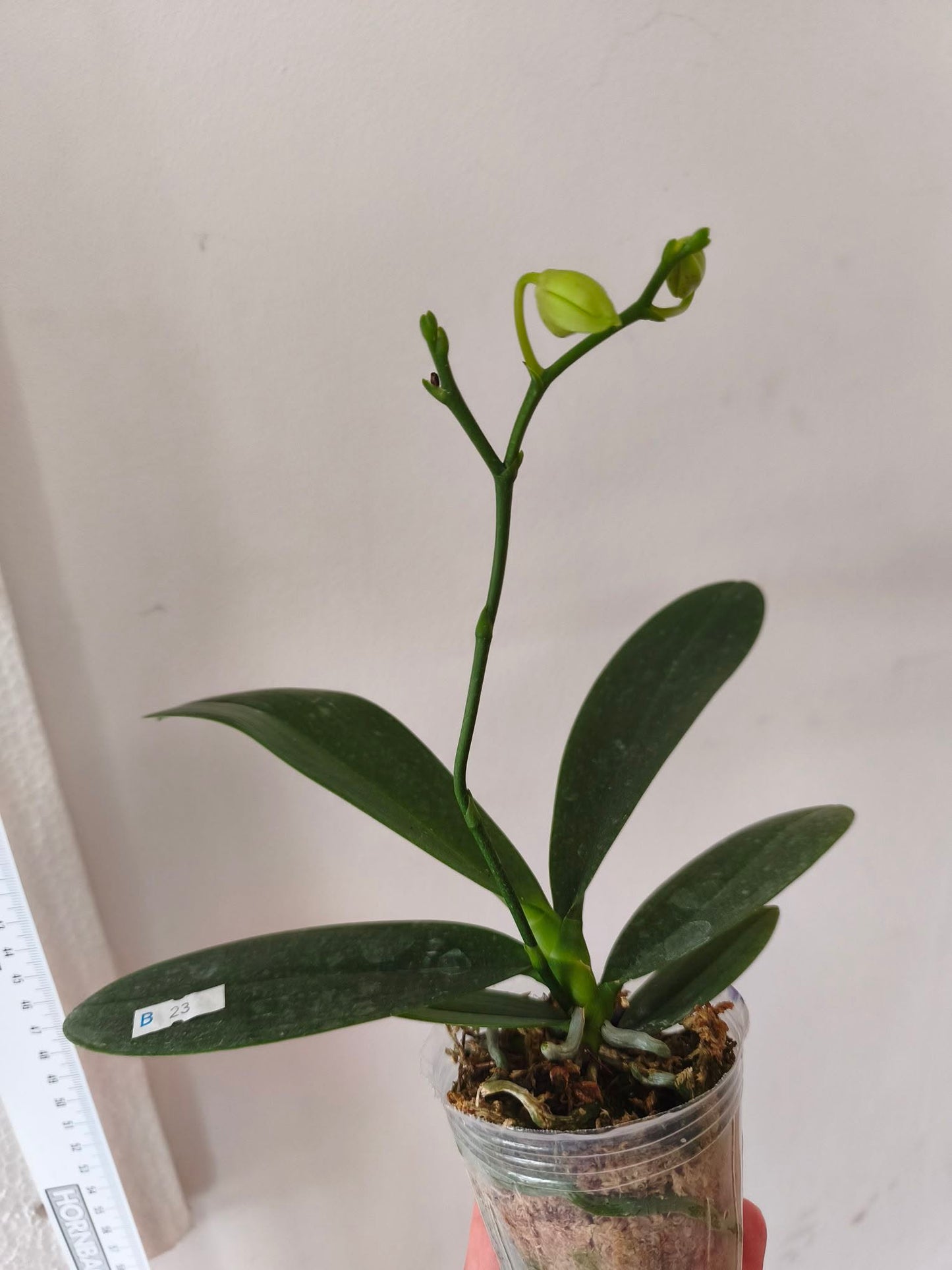 Phal. Tetra Star '3283'