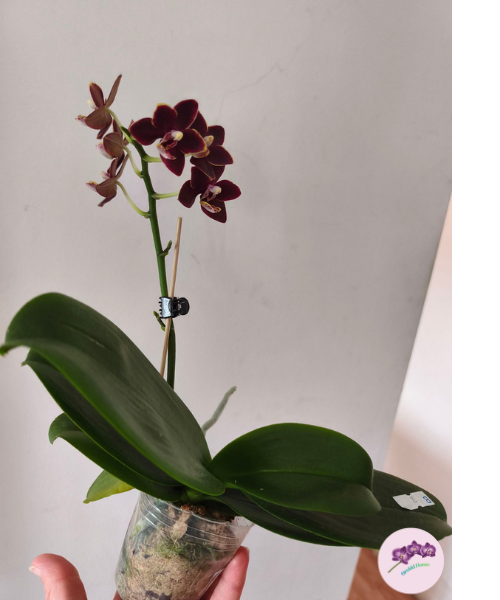 Phal. Chiada Stacy