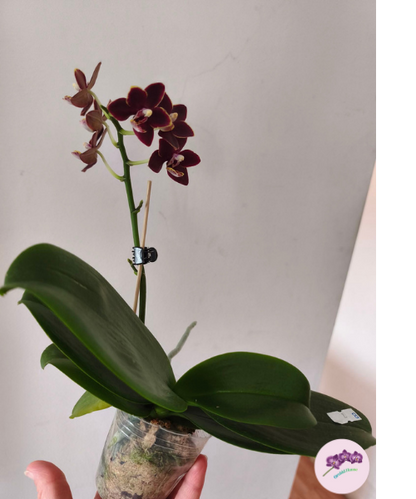 Phal. Chiada Stacy