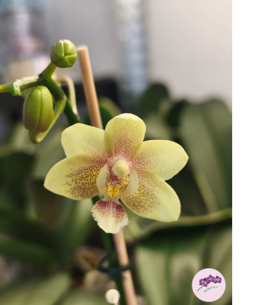 Phal. Ron-E Glamor '3202'