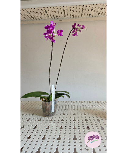 Phal. equestris 'Red'