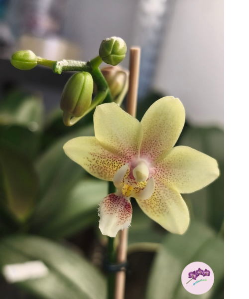 Phal. Ron-E Glamor '3202'