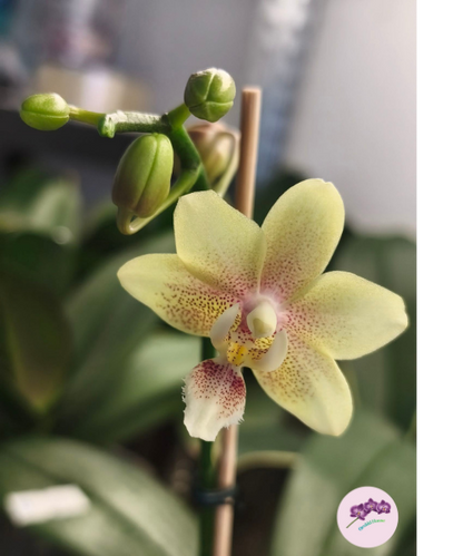 Phal. Ron-E Glamor '3202'