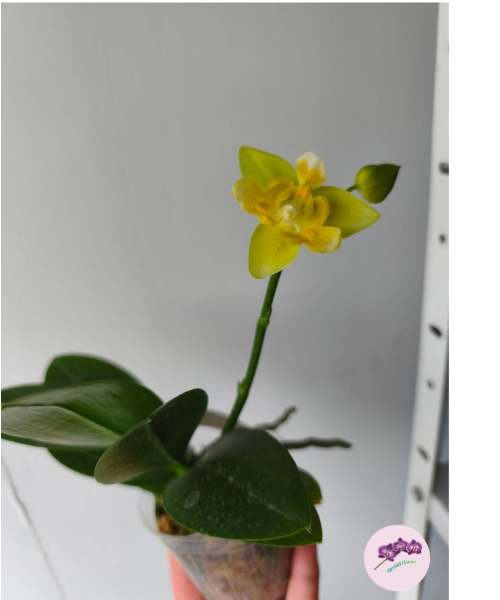 Phal. Yaphon Perfume '3649' (peloric)
