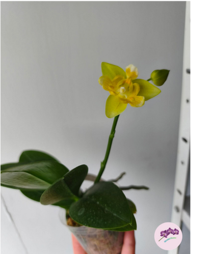 Phal. Yaphon Perfume '3649' (peloric)