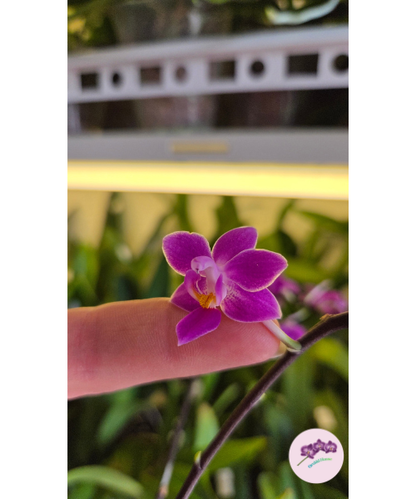 Phal. equestris 'Red'