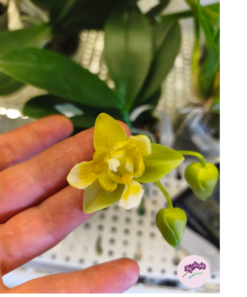 Phal. Yaphon Perfume '3649' (peloric)