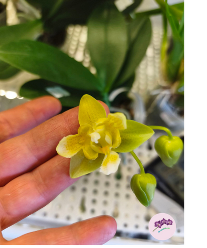 Phal. Yaphon Perfume '3649' (peloric)
