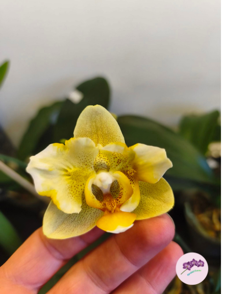 Phal. Little Emperor '3094' (peloric - 2 eyes)