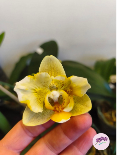 Phal. Little Emperor '3094' (peloric - 2 eyes)