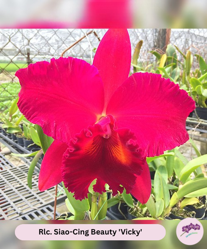 Rlc. Siao-Cing Beauty 'Vicky'