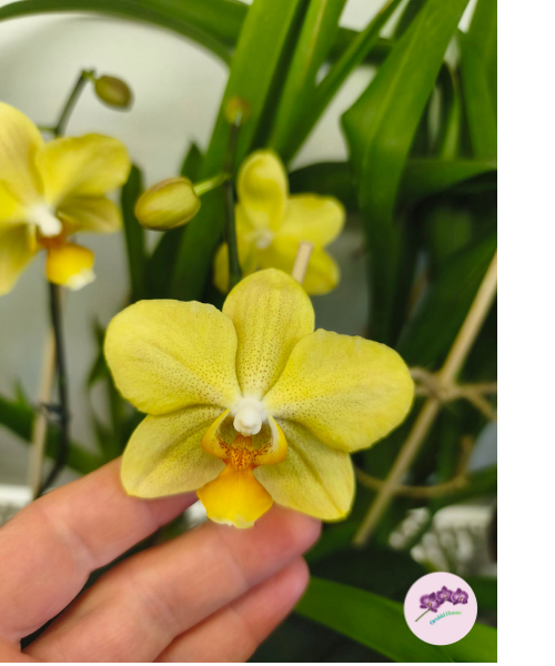 Phal. Little Emperor '3094' (peloric - 2 eyes)