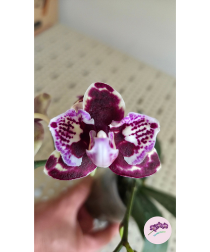 Phal. Lioulin Sparrow '459' (peloric)