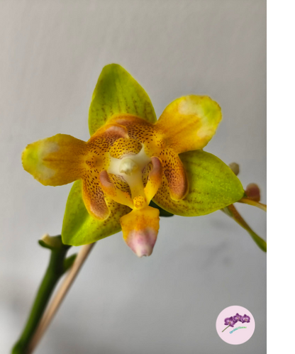 Phal. Yaphon Perbalm (peloric - 3 lips)