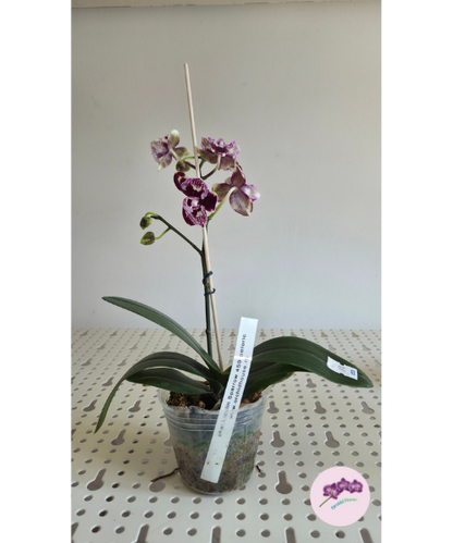 Phal. Lioulin Sparrow '459' (peloric)