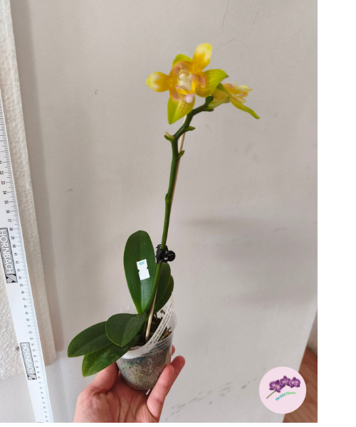 Phal. Yaphon Perbalm (peloric - 3 lips)