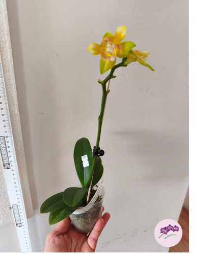Phal. Yaphon Perbalm (peloric - 3 lips)
