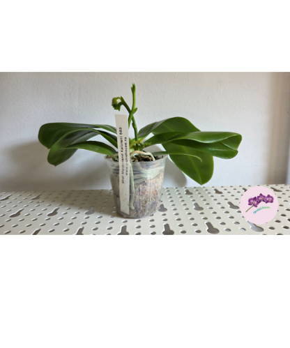 Phal. Meidarland Kaiulani '685'