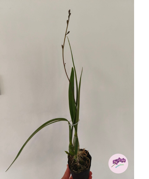 Encyclia alata × sib