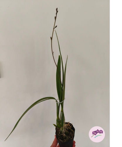 Encyclia alata × sib