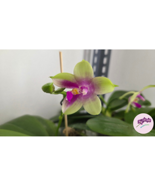 Phal. Meidarland Kaiulani '685'
