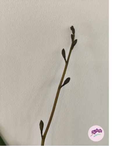 Encyclia alata × sib