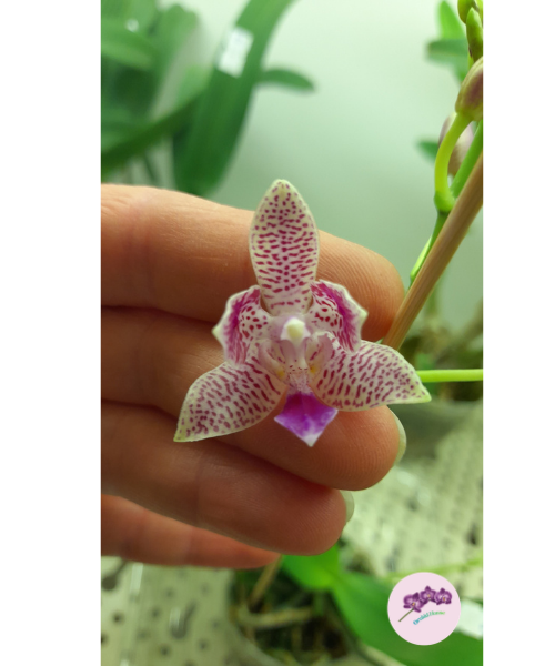 Phal. Nancy Bechtol 'La Piazza'